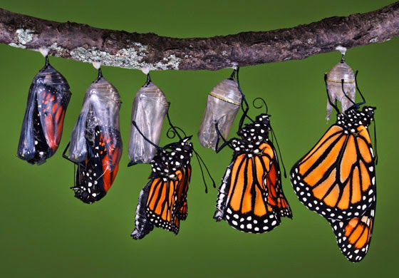 mariposas